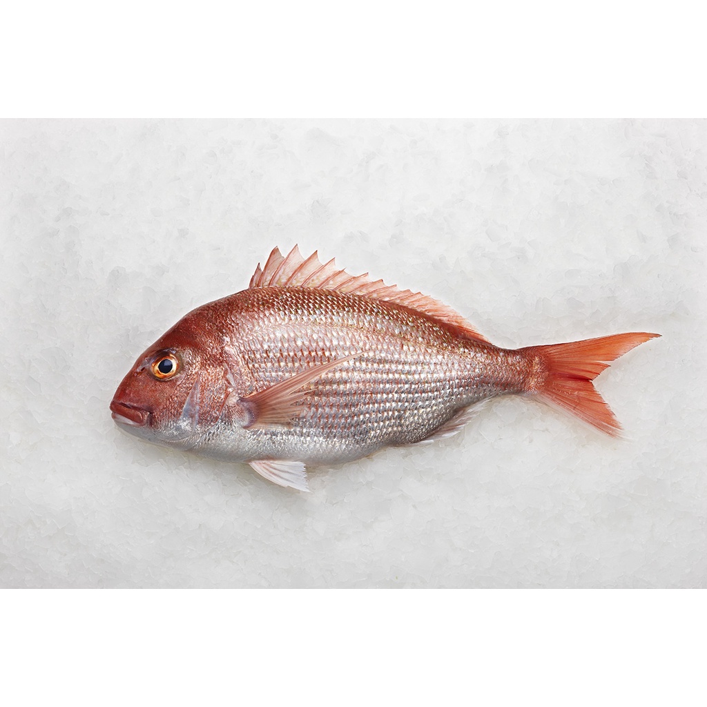 

Kakap Merah (Export Quality)/Red Snapper