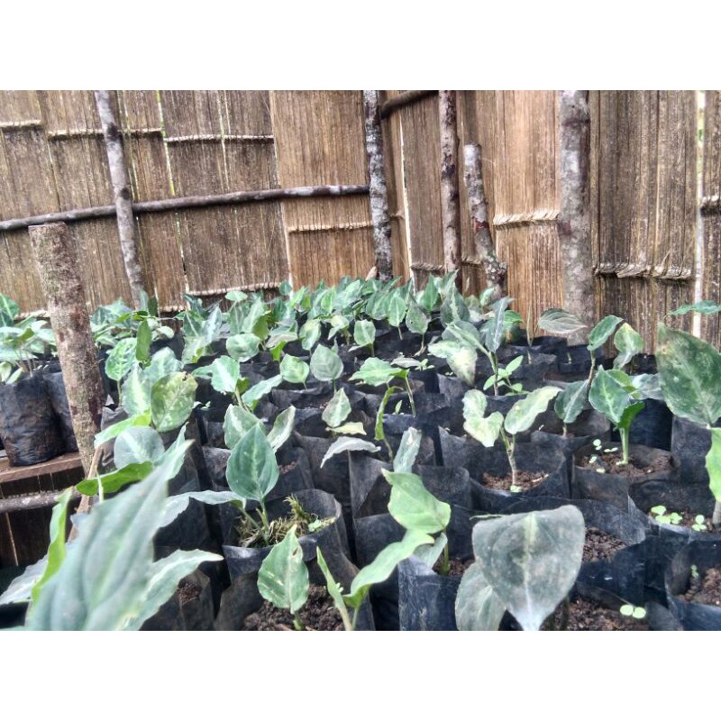 baby aglaonema tri color