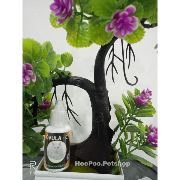 ovula - c (obat birahi kucing)