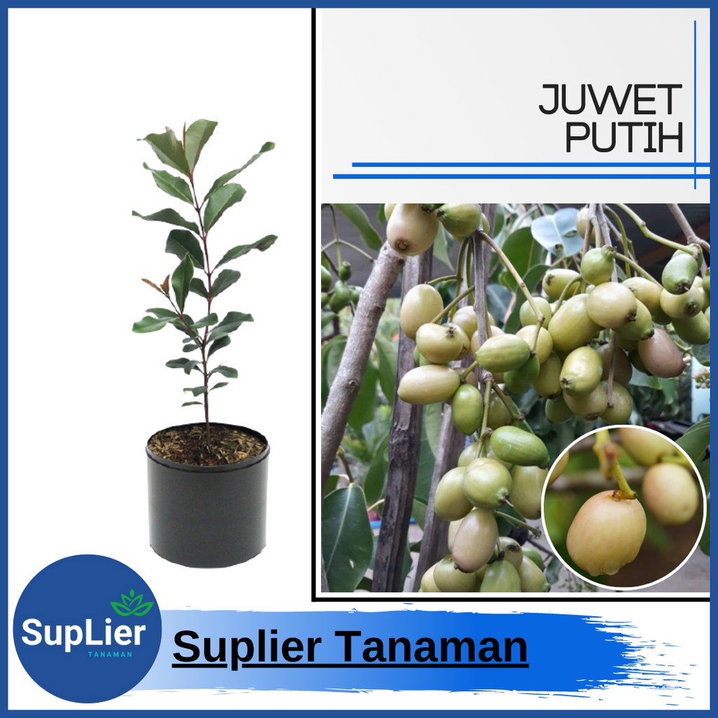 Tanaman Buah Juwet Putih