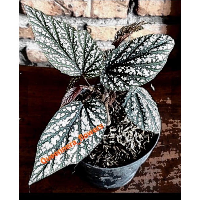 ( BISA COD ) TANAMAN HIAS BEGONIA BINTIK PUTIH