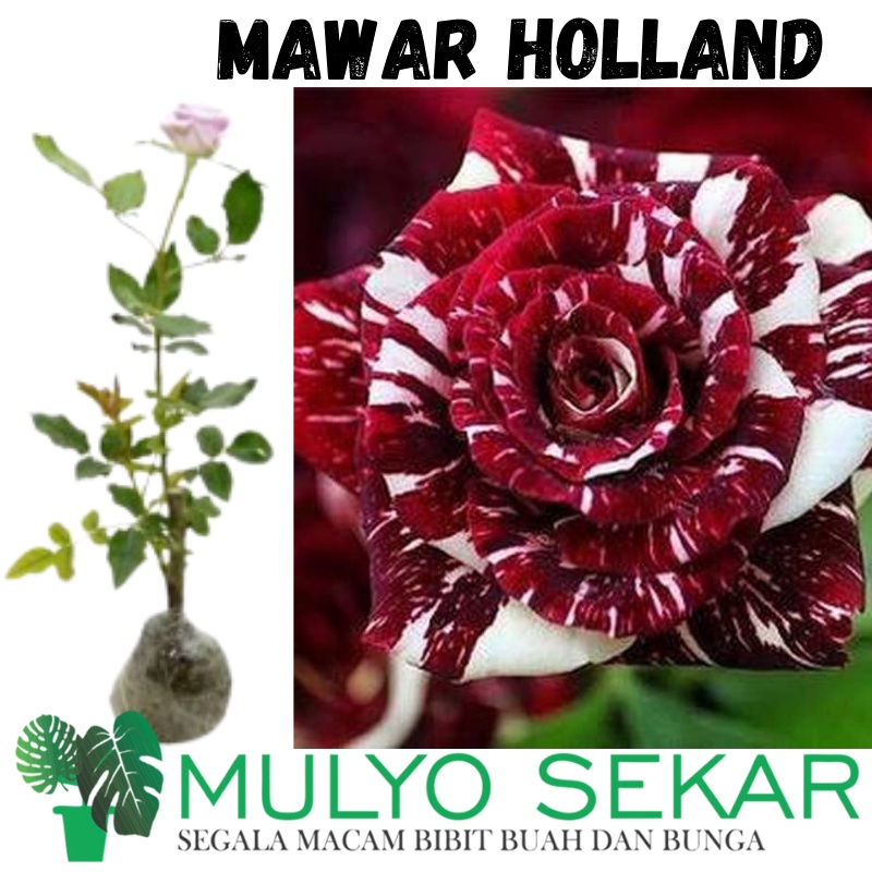 Tanaman Bunga Mawar holland wangi bunga besar - bibit tanaman hidup sudah berakar