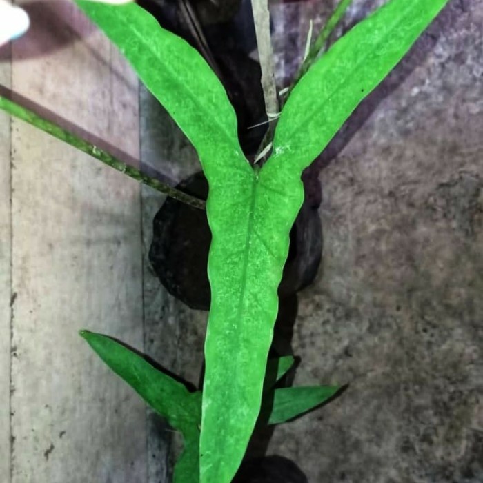 

FLASH SALE!!! ALOCASIA TRIGINA RETICULATA TERLARIS