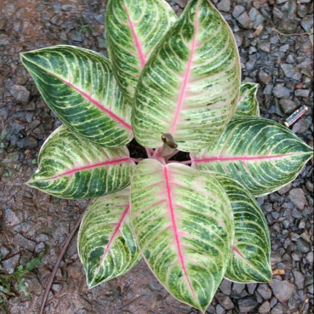 Tanaman aglonema moonlight murah -promo aglonema moonlight remaja