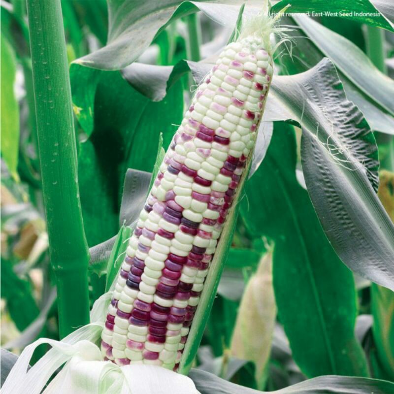 Bibit Biji Benih - Jagung Pulut Rasanya F1 (ungu putih) - Benih Seribuan