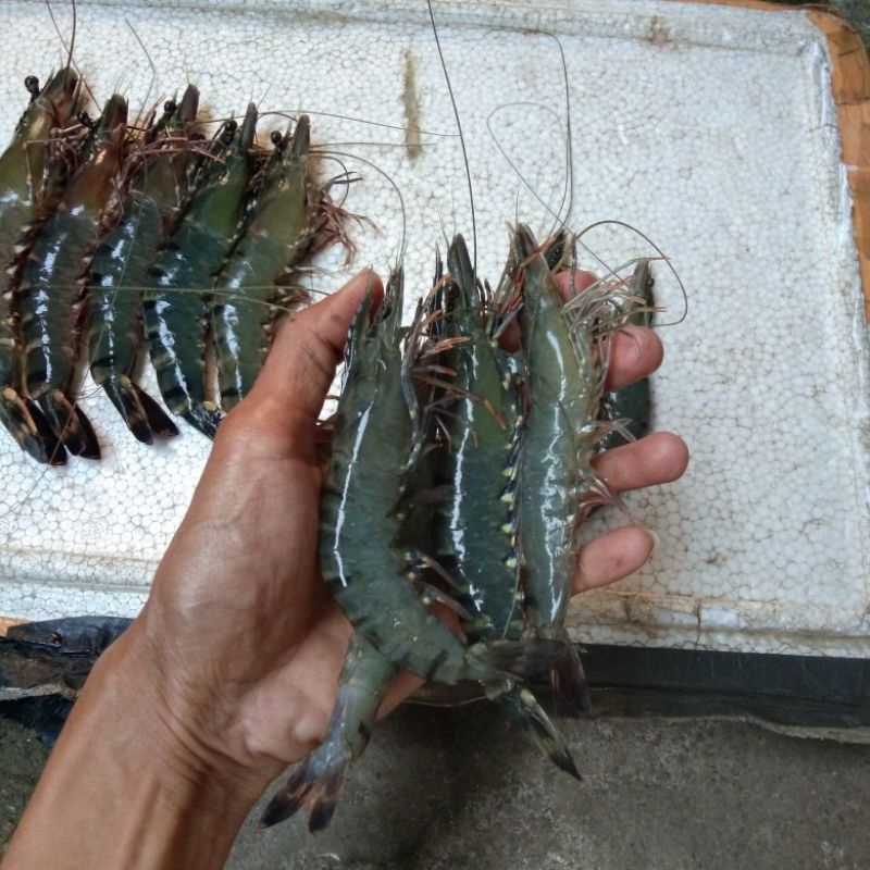 

Udang Windu /Udang Bago/Udang Black Tiger