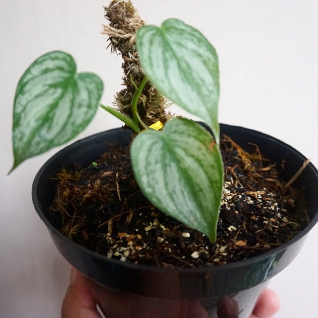 Philodendron Brandtianum Shopee Indonesia