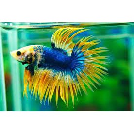 cupang betta serit crowntail