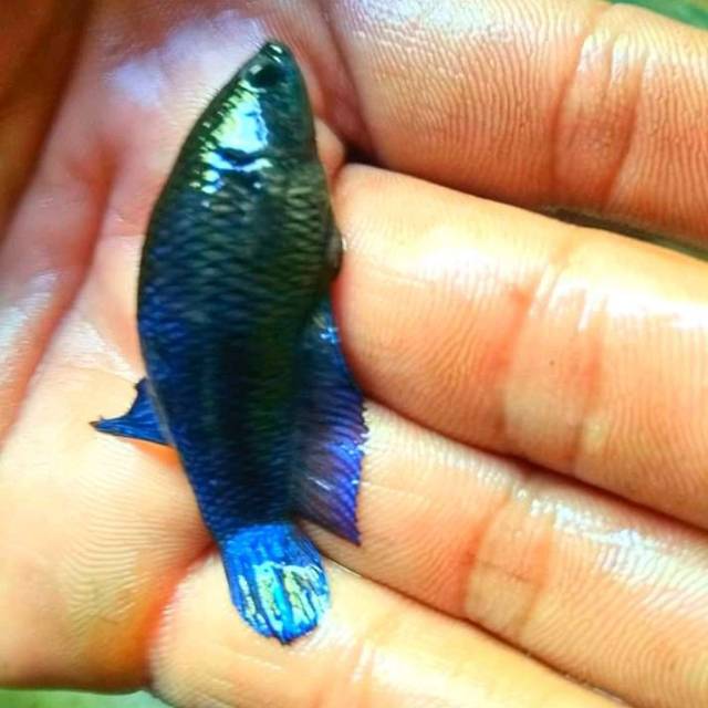 Ikan cupang famale MDS (Medan Super).