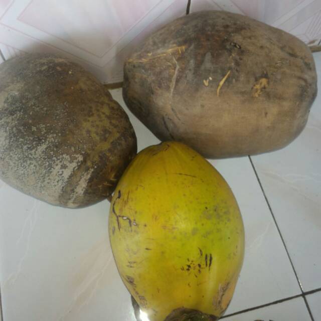 

Kelapa Kopyor