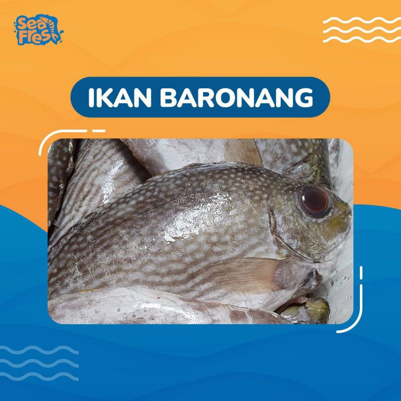 

Ikan Baronang 1 Kg