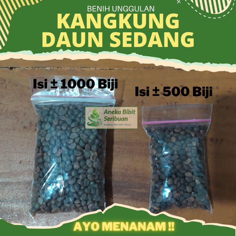 1000 biji - Benih Kangkung Daun Sedang Panen 25 Harian