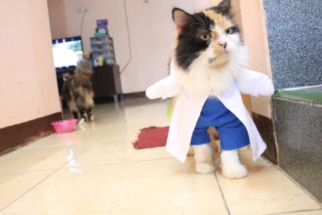 Kostum dokter lucu untuk kucing &amp; anjing /Jual Baju Kucing Terlengkap &amp; Berkualitas size S-XL