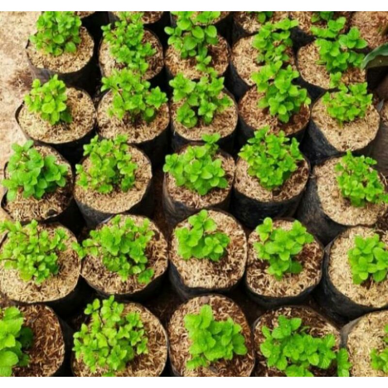 bibit mint daun mint