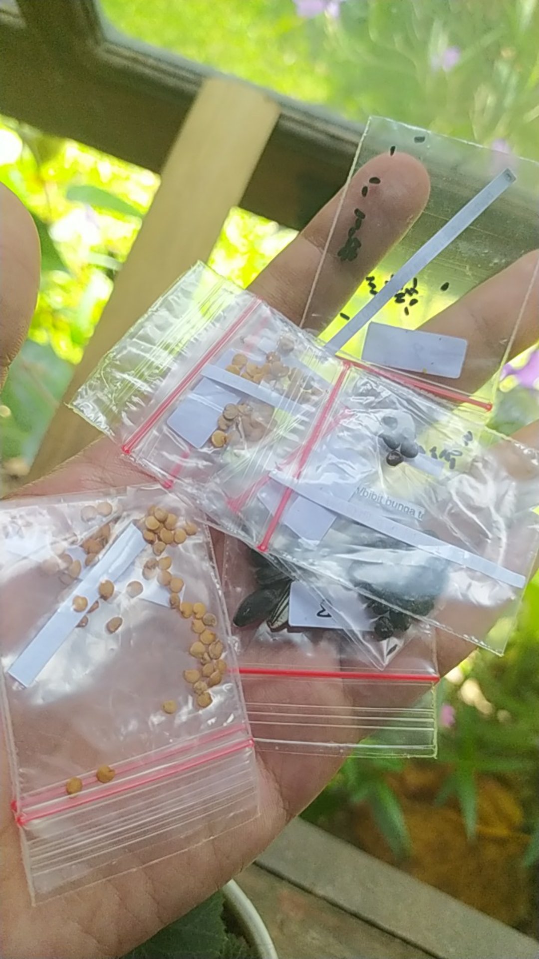 Biji/benih/bibit Bunga Tapak Dara Pink (20 Biji)