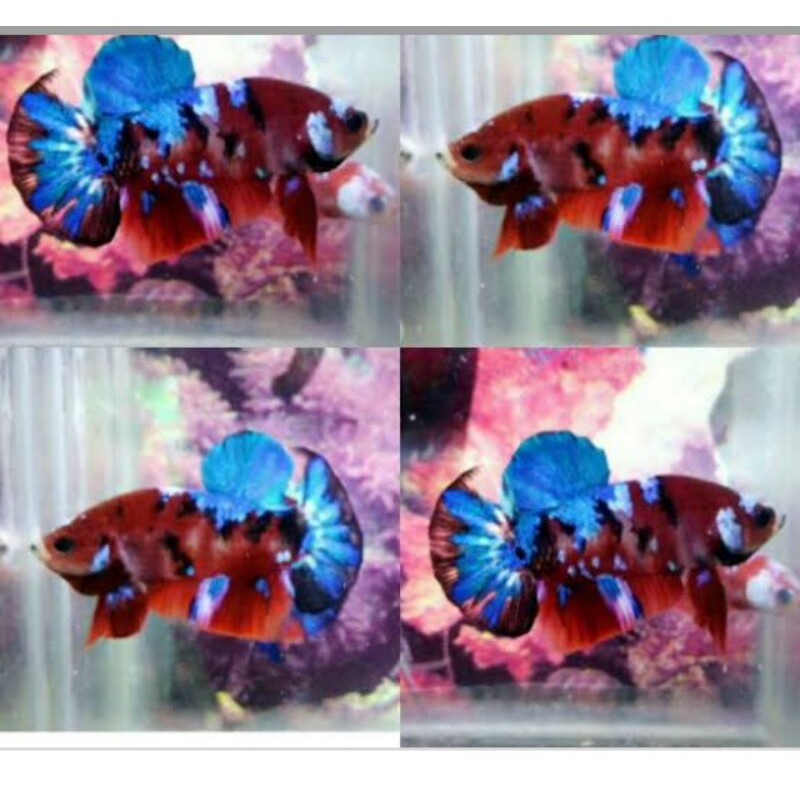 ikan cupang koi multi free wadah+daun ketapang+pelet ikan cupang