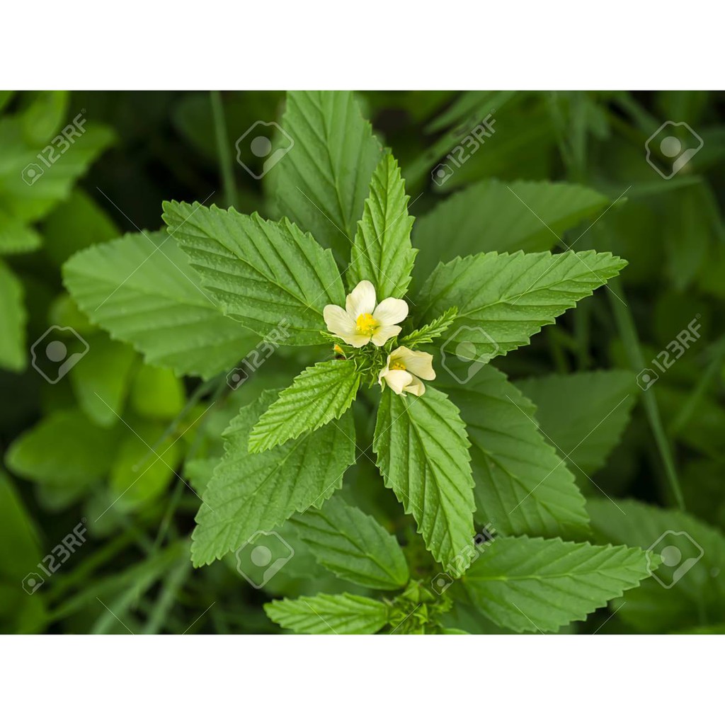 Bubuk Sidaguri 500 g Serbuk Daun Sidogori Sidaguri Sida rhombifolia