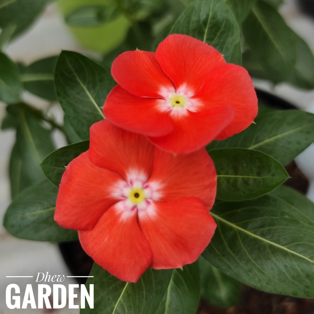 Benih Bunga Vinca Mandarin Orange Freshseed - 15 biji