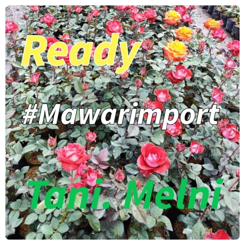 Mawar Import / Tanaman Bibit Bunga Mawar Import Bunga Besar Bisa COD