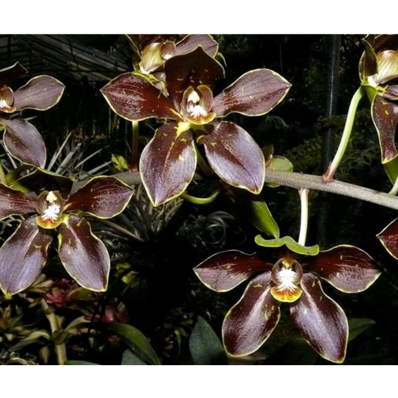 Anggrek Gramma Grammatophylum Martae Dewasa Rimbun