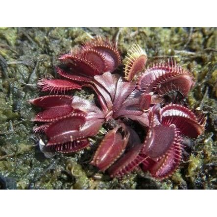 Venus Flytrap Red Shopee Indonesia Venus Flytrap Red Shopee Indonesia