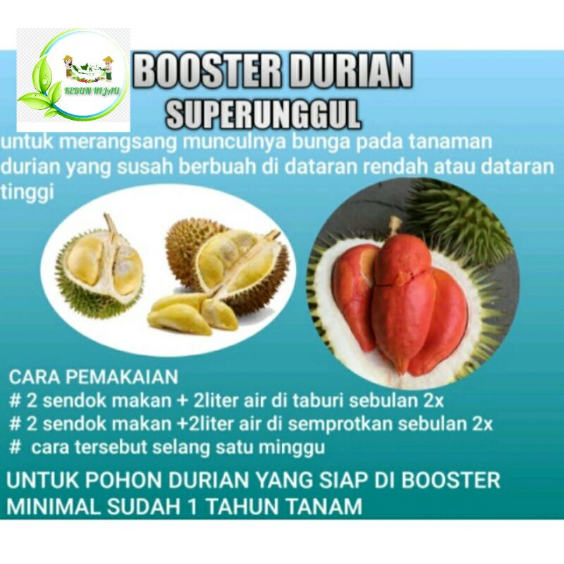 BOOSTER DURIAN SUPER SUDAH TERBUKTI PERCEPAT POHON DURIAN BERBUAH LEBAT