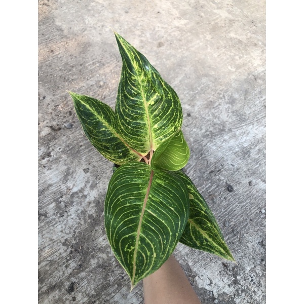 Aglaonema Queen Of Siam