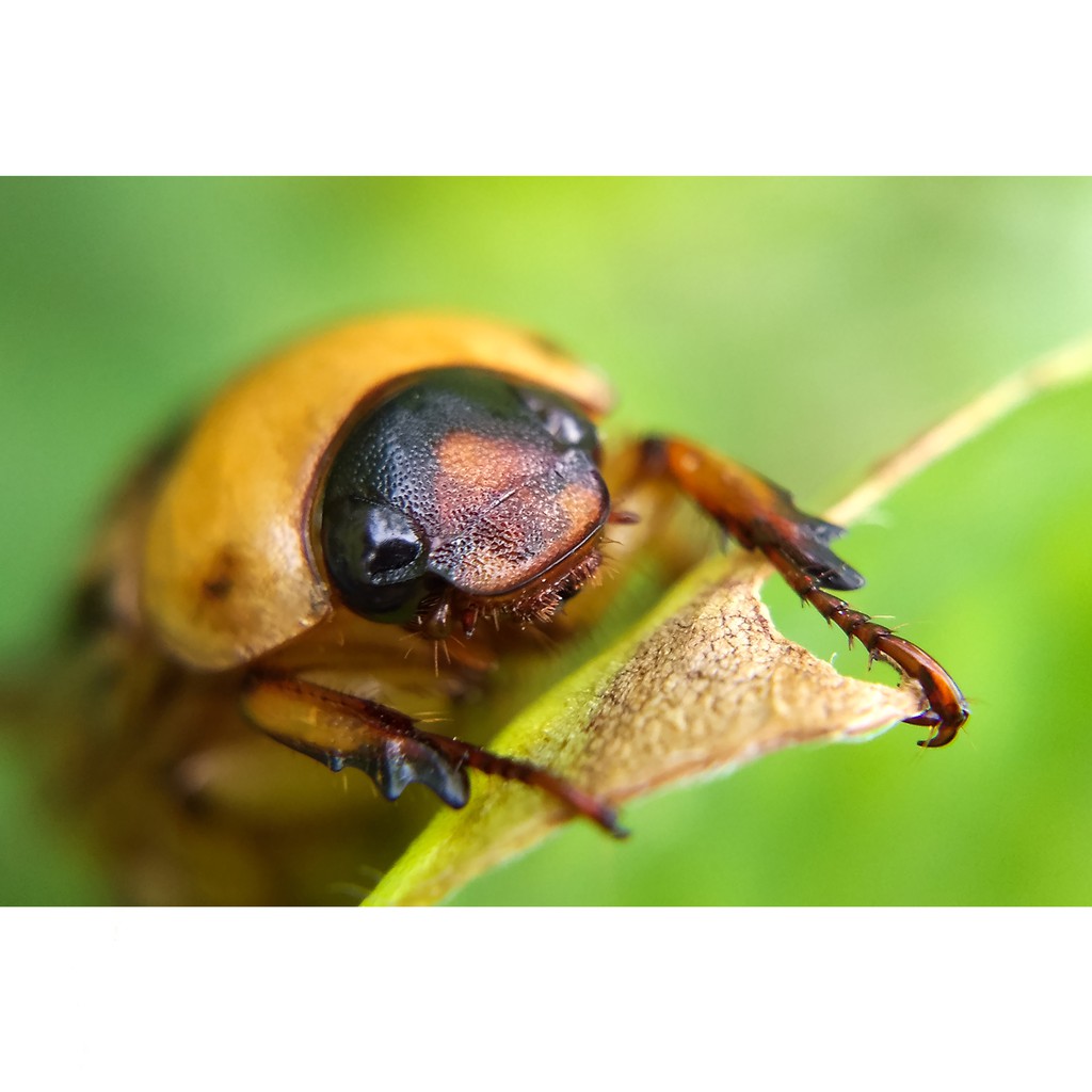 Lensbong / Lensa Prosumer Macro Extreme / Extrime Pasti Ori