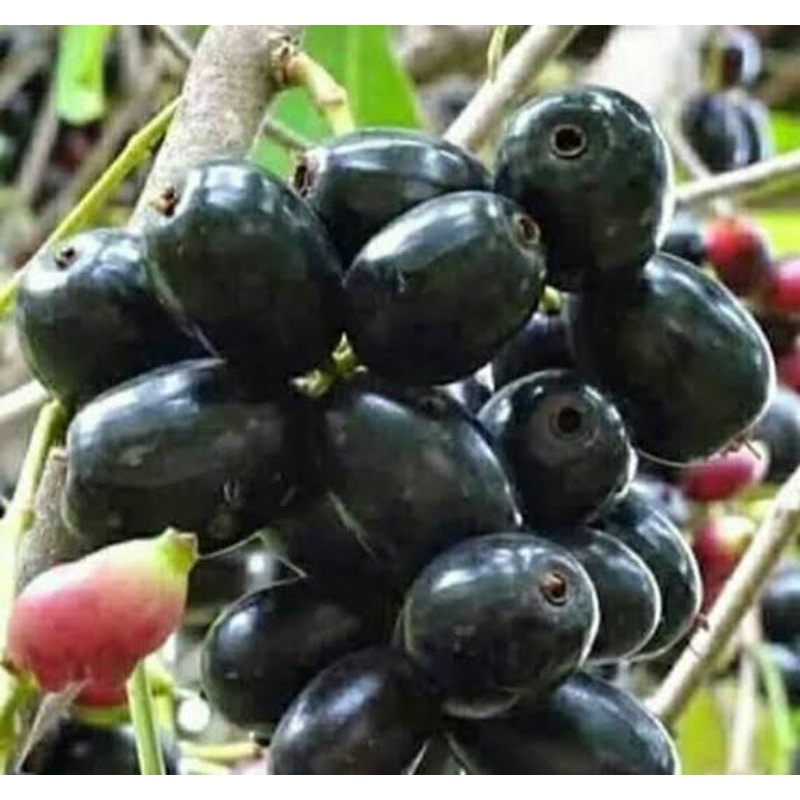 bibit buah juwet Jamblang okulasi