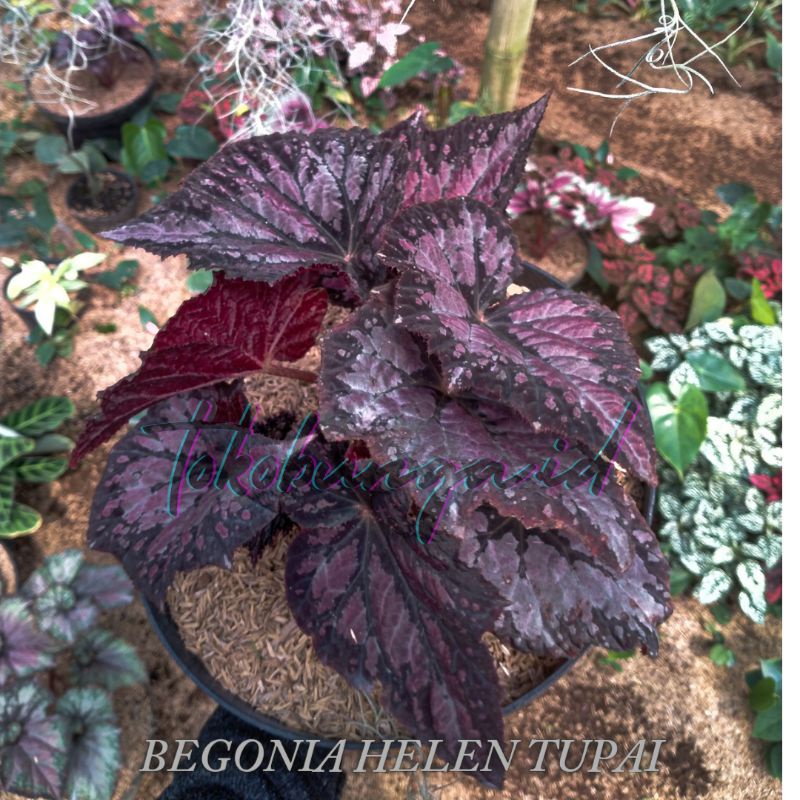 SIZE REMAJA BEGONIA HELEN TUPAI MERAH PINK UNGU REX
