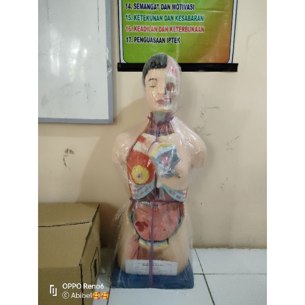 

torso dwifungsi