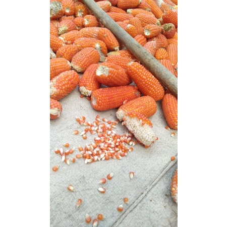 

JAGUNG SUPER CRISTAL LANCIP MERAH BISA BUAT BIBIT DAN PAKAN MERPATI 1KG