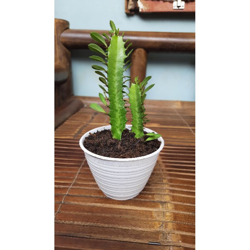 Kaktus daun hijau, kaktus African Milk Tree