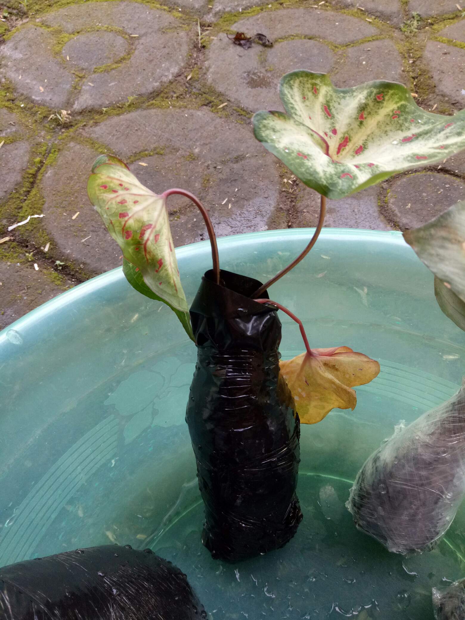 Tanaman Hias Daun Caladium Corong | Keladi Corong