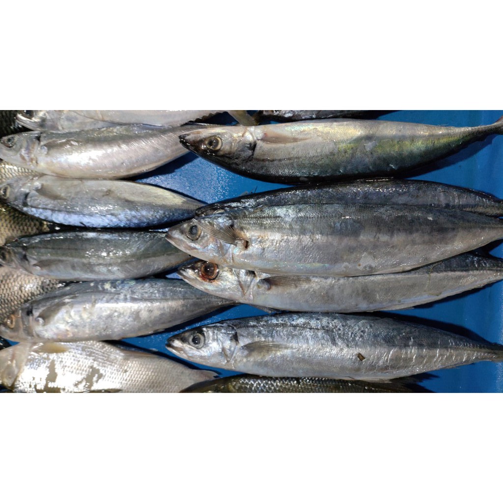 

Ikan Makerel Segar | Ikan Salem Segar