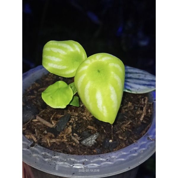 Peperomia Watermelon Variegata kuning