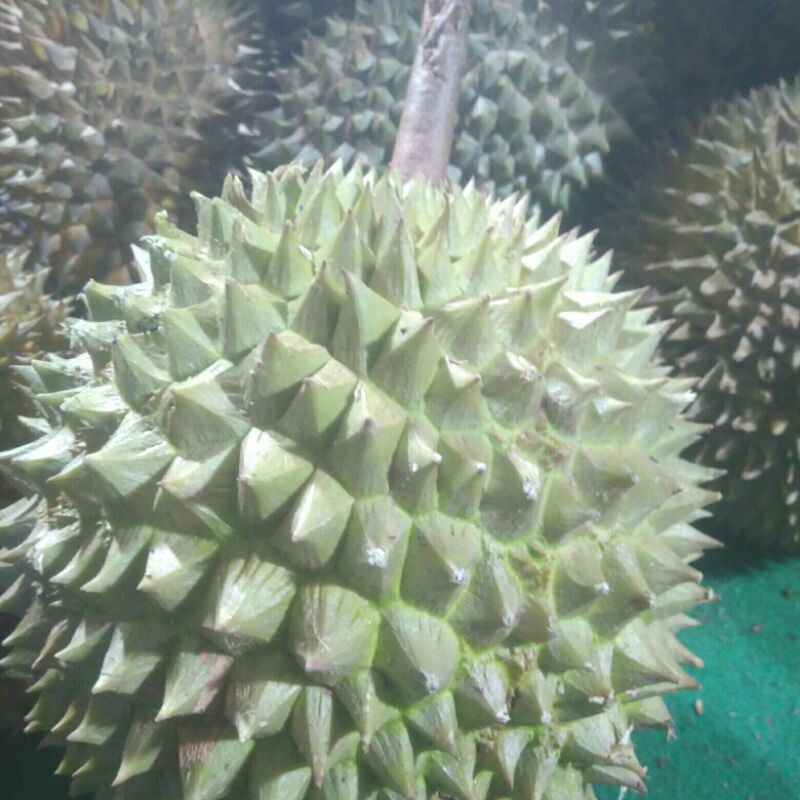 

Durian Lokal Sedang Utuh Jakarta