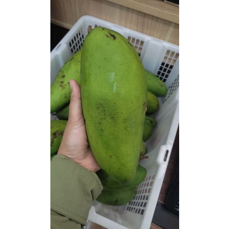 

mangga kiojay