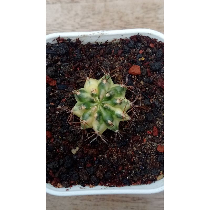 Kaktus Gymnocalycium Marble