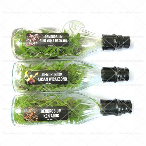 Anggrek Dendro Dalam Botol X Self | Anggrek Dendrobium Botol | Bibit Anggrek Dendrobium