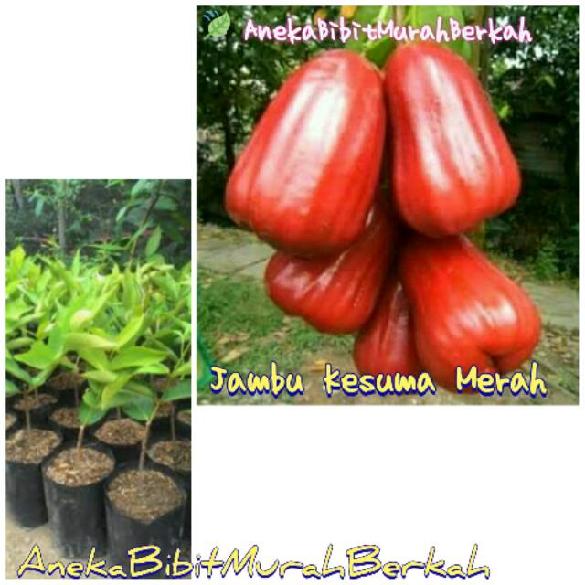 Bibit Jambu Air Kesuma Merah