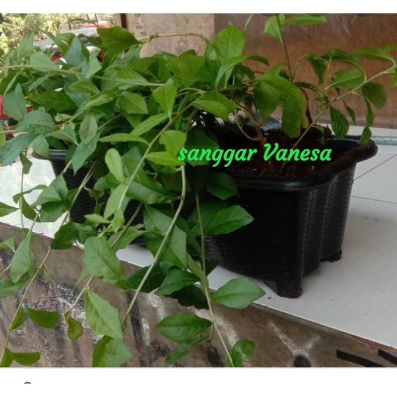 TANAMAN GANTUNG LEE KWANG YU+POT PANJANG