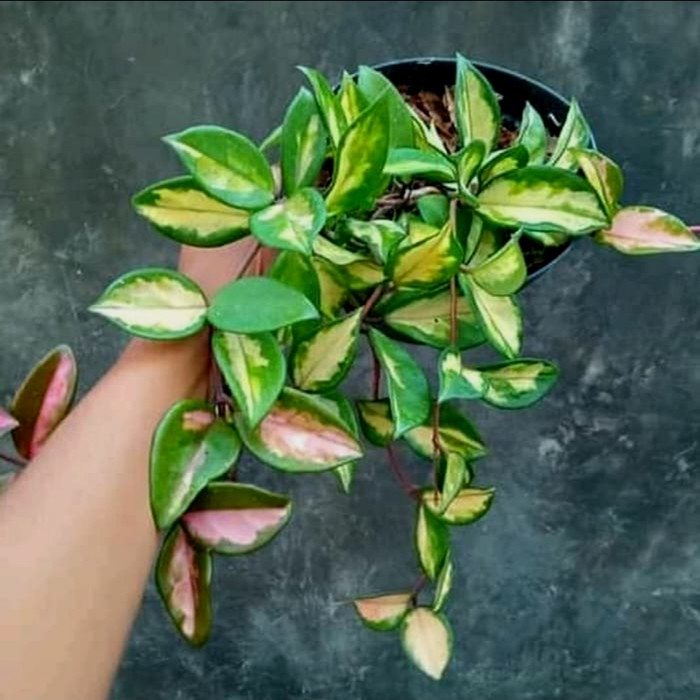 promo paket murah 5 tanaman hias gantung hoya cornosa murahh