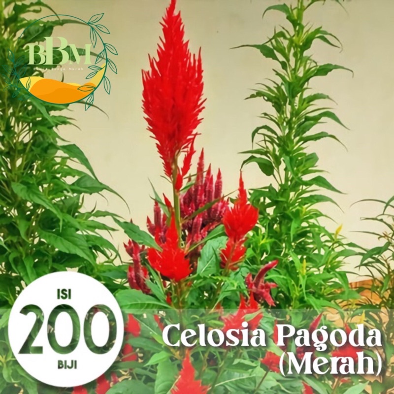 Benih Biji Celosia Merah