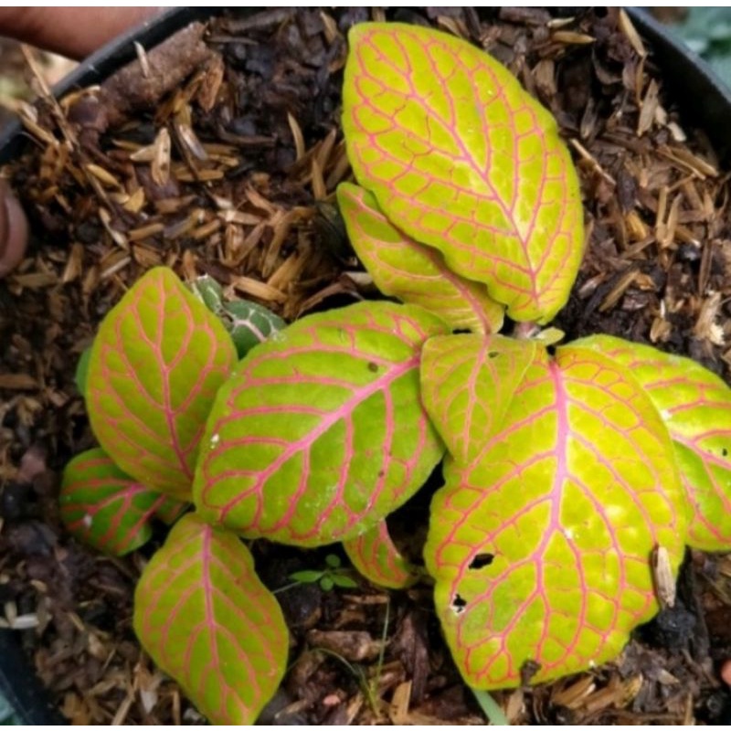 Tanaman hias Fittonia Red Anne //Fittonia Murah //Fittonia