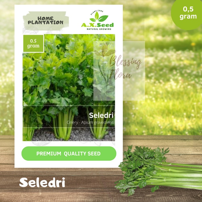 Benih Bibit Seledri AX Seed
