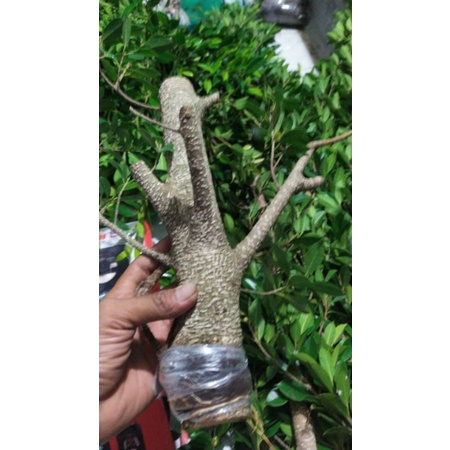 Cangkok Bonsai Beringin Kimeng gegelan/potongan