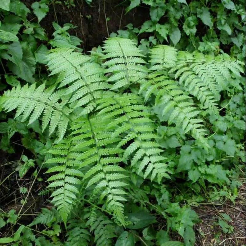 pohon pakis sayur tamaman hias pakis