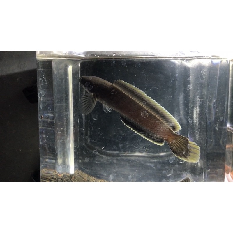 Limbata CB 8cm rim tebal