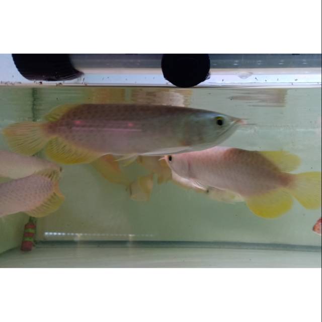 Arowana BANJAR RED 15-16Cm sertifikat dan mikrocip lengkap dan berkualitas